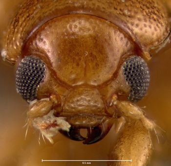 Media type: image;   Entomology 25001 Aspect: head frontal view